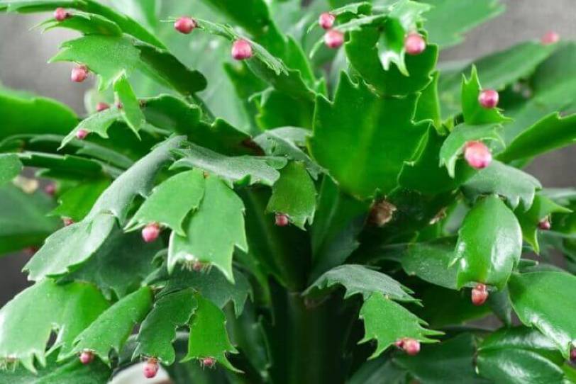 Christmas-Cactus-buds-forming