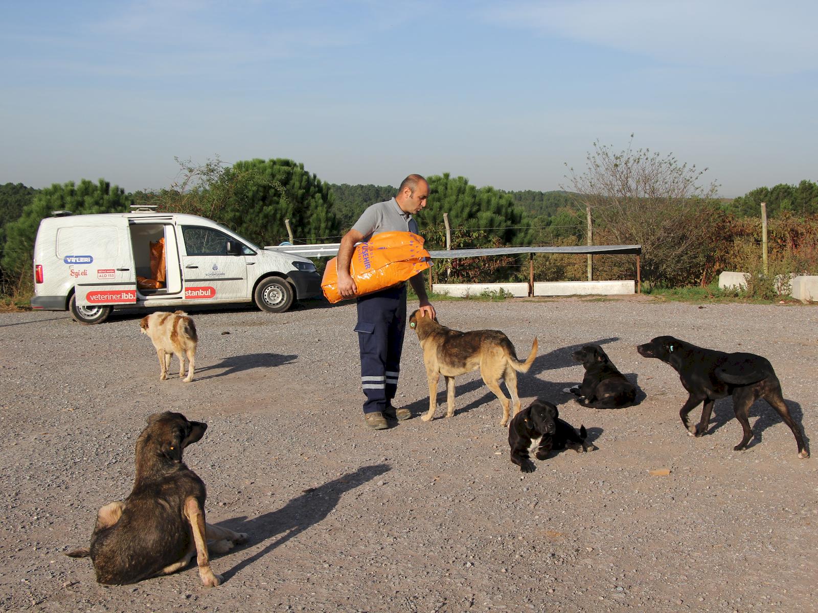 İstanbul’da Belediye Mama Yardımı Başvurusu görsel.