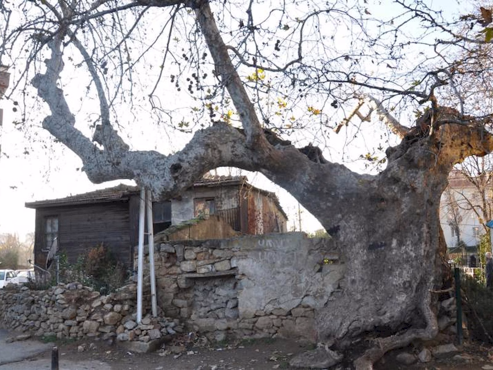 Kartal’daki Anıt Ağaçlar görsel.