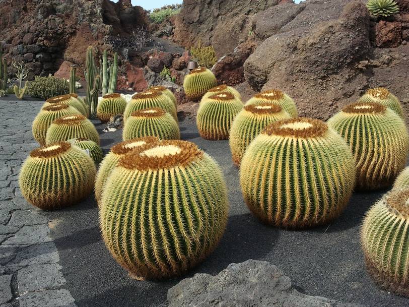 Golden Barrel cactus