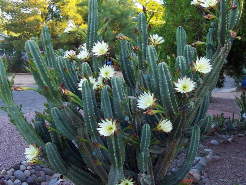 Hedge Cactus cactus