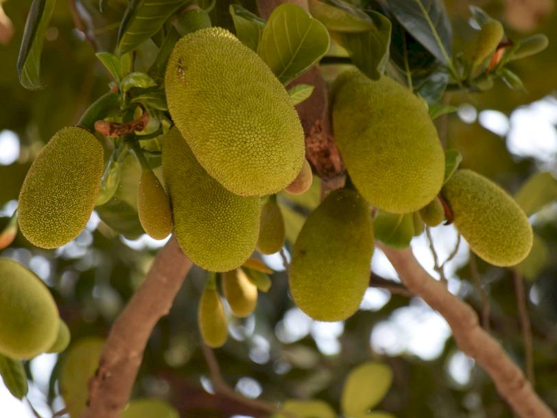 jackfruit-faydalari