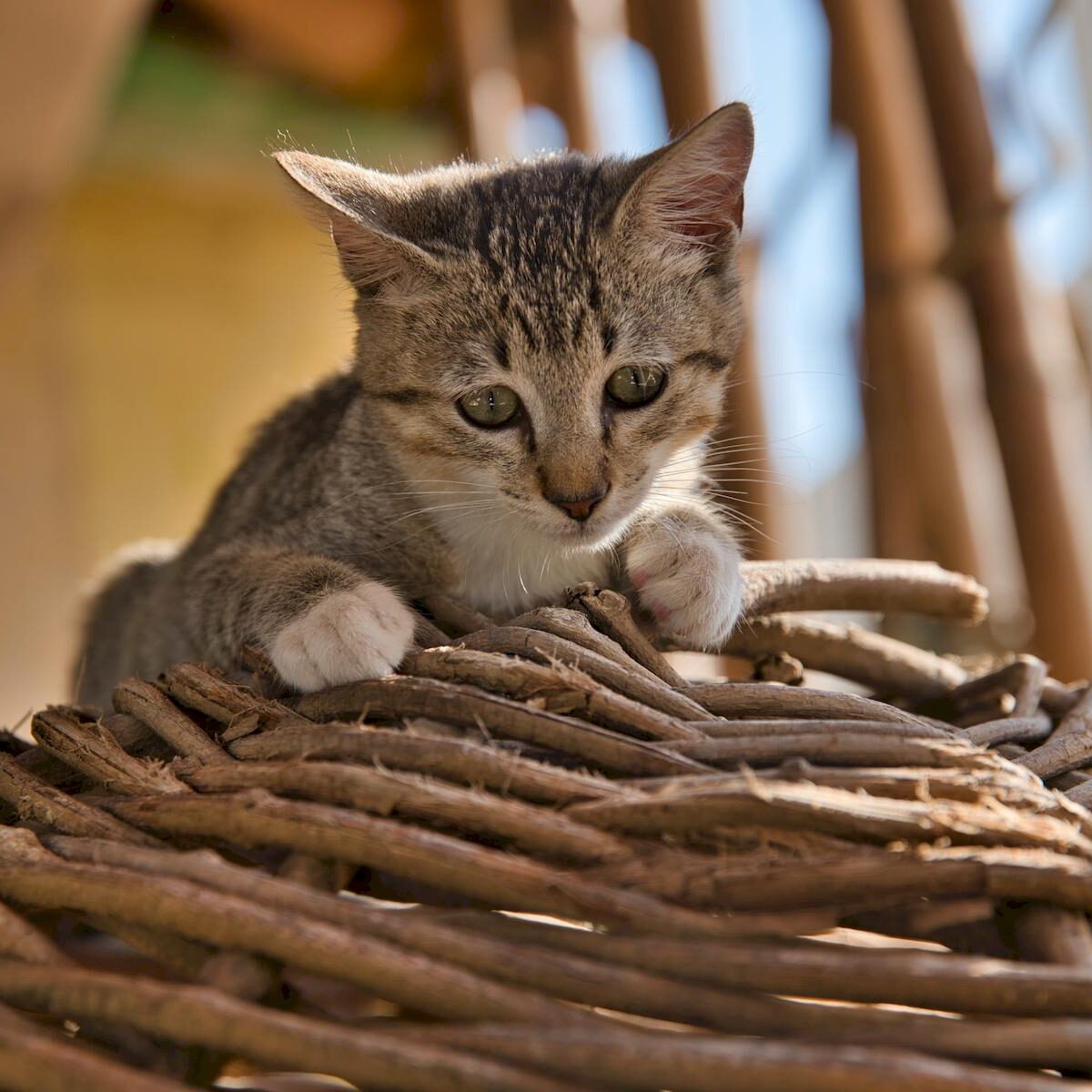 Kediler Neden Miyavlar Asiri Miyavlamayi Durdurma Kartal 24