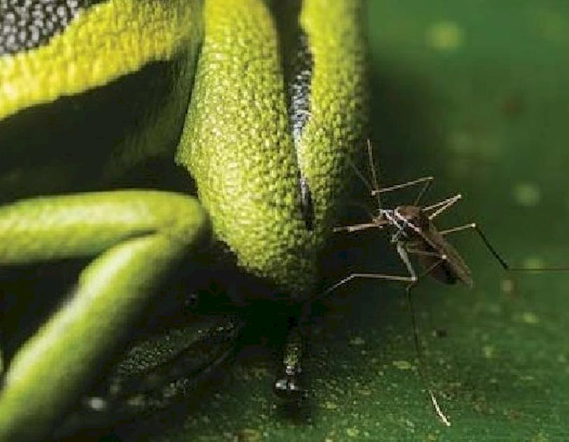 Uranotaenia lowii Mosquito
