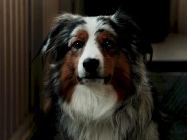 Köpeklerin insanlarla göz teması kurması görsel.