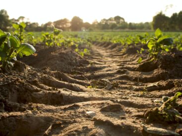 Biochar nedir, faydaları nelerdir? görsel.