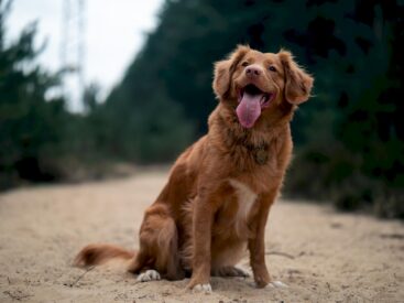 Köpek sesleri ve anlamları görsel.