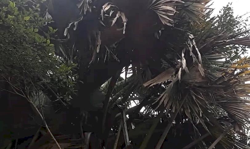 talipot palmiyesi