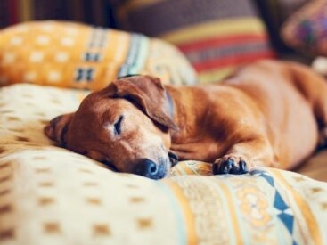 Köpekler neden yatağında yatmaz? görsel.