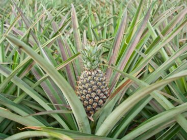 Ananas ağaçta mı yetişir? görsel.