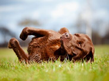 Çikolata köpekleri öldürür mü? görsel.