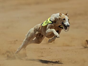 Dünyanın en hızlı koşan köpeği görsel.