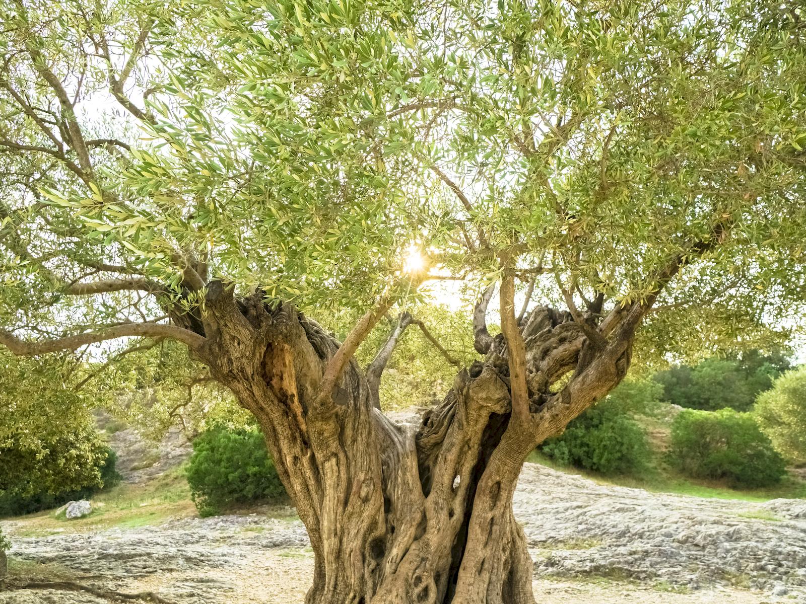 En Çok Zeytin Ağacı Hangi görsel.