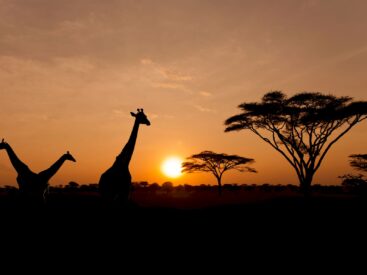 Afrika’ya neden kara kıta denir? görsel.