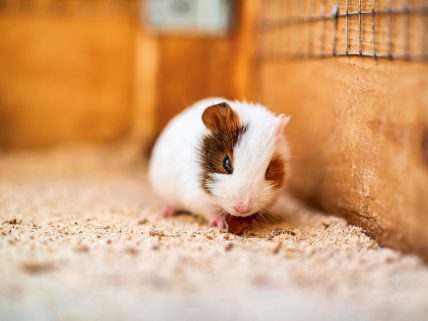Hamster kaç yıl yaşar? görsel.