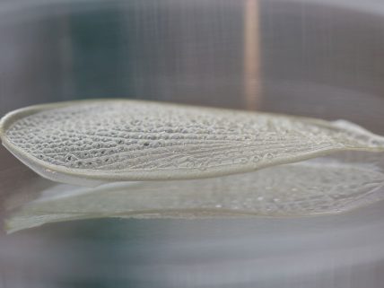 Shrilk nedir? Plastiğe alternatif olabilir görsel.