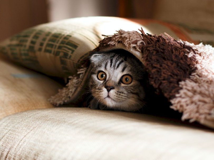 kediler-neden-saklanmak-ister