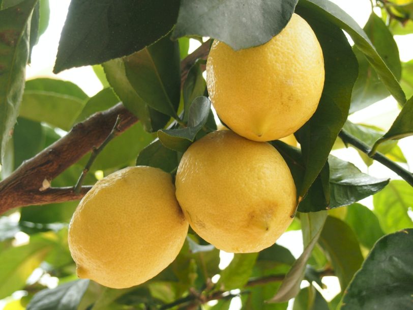lemon-tree-pot