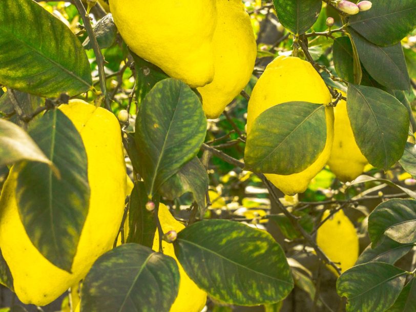 saksi-limon-agaci