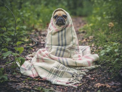 Bir köpeğin üşüdüğünü nasıl anlarız? görsel.