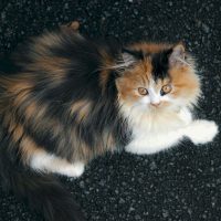 long-persian-cats-live
