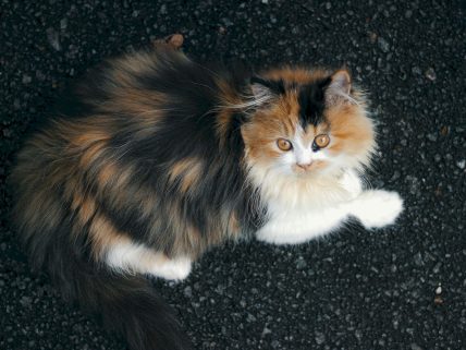 How long do Persian cats image.