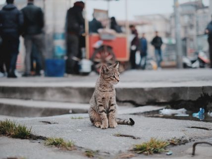 Sokak kedisi evde yaşayabilir mi? görsel.