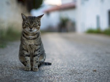 Can stray cats become house image.