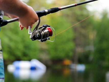 What is the best fish image.