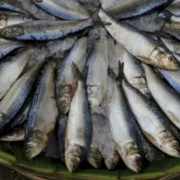 Carrefour balık fiyatları