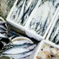 Migros balık fiyatları