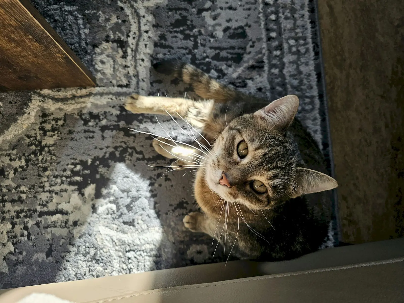 Yavru kedi neden çok miyavlar? görsel.