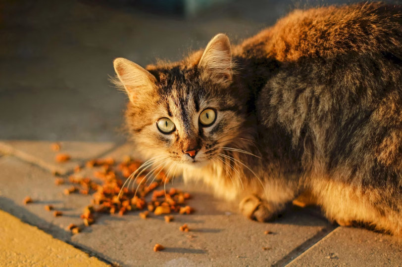 1 KG Yavru Kedi Maması Ne Kadar Gider